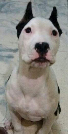 rocco 